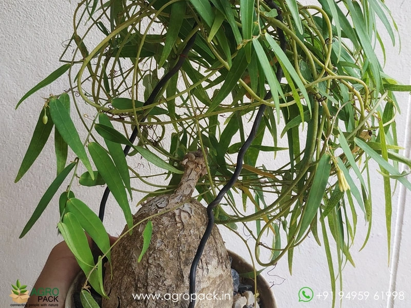 Adenia-penangiana4