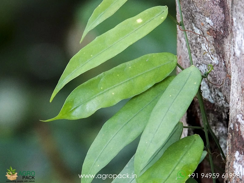 Adenia-penangiana6