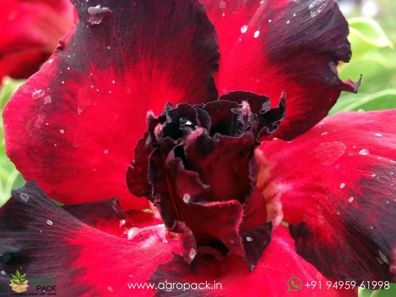Adenium-Black-Rahu1