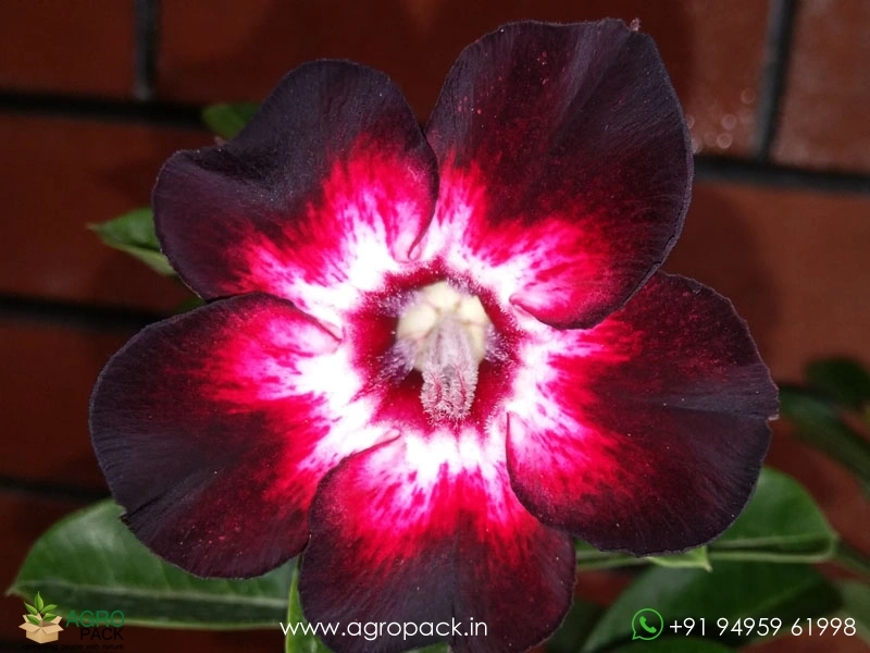 Adenium-Black-Swan1