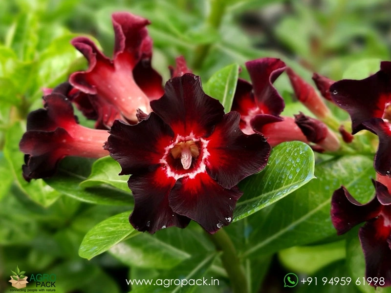 Adenium-Black-Swan2