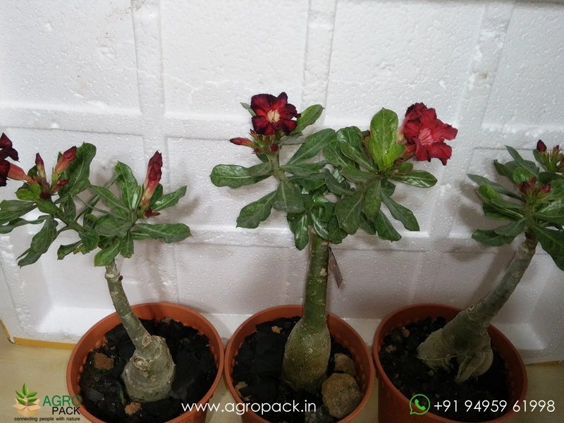 Adenium-Black-Swan3