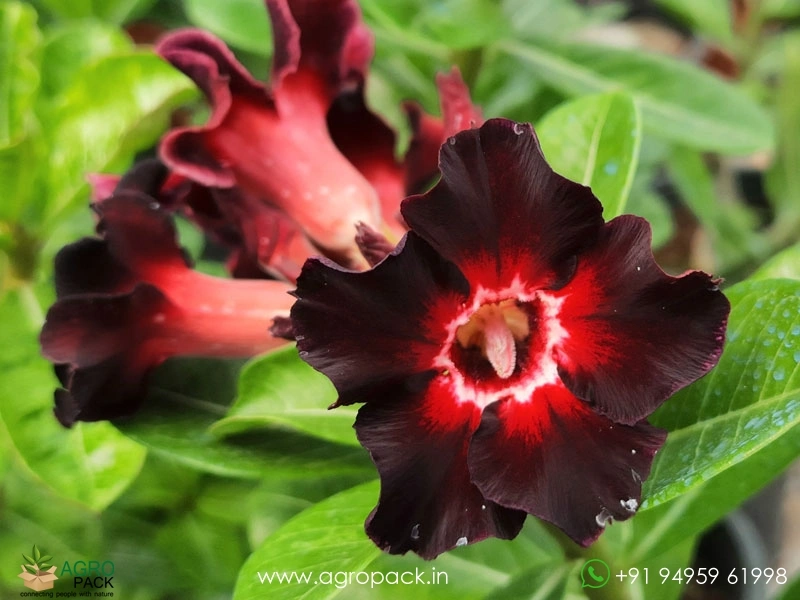 Adenium-Black-Swan4
