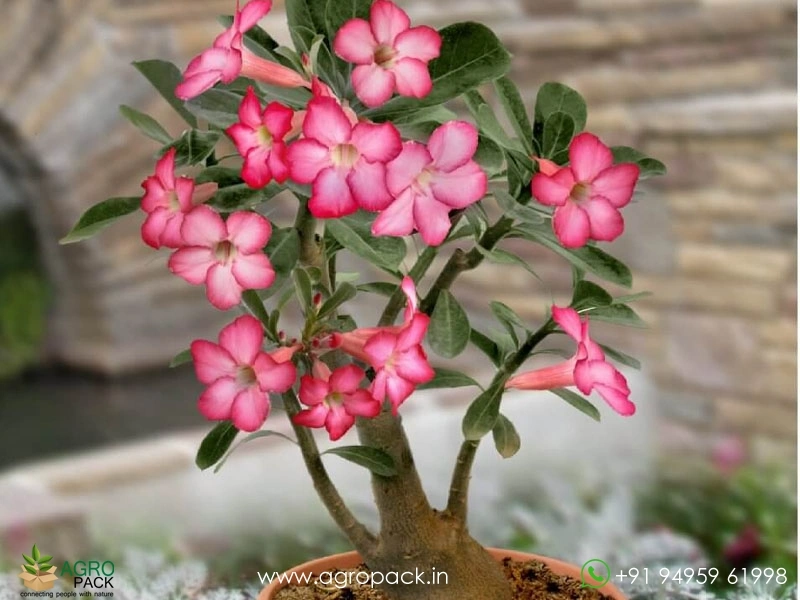 Adenium-Obesum3