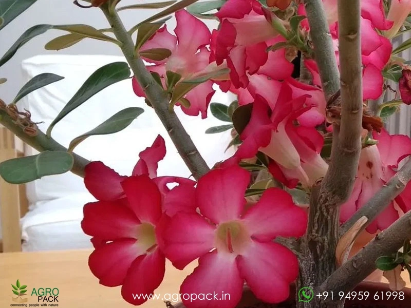 Adenium-Obesum4