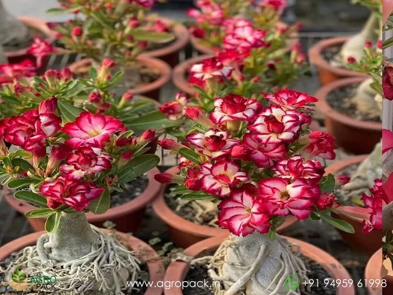 Adenium-Red-Arabicum1