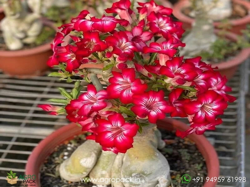 Adenium-Red-Arabicum3