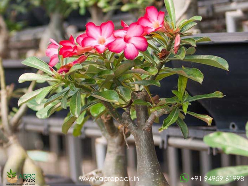 Adenium1