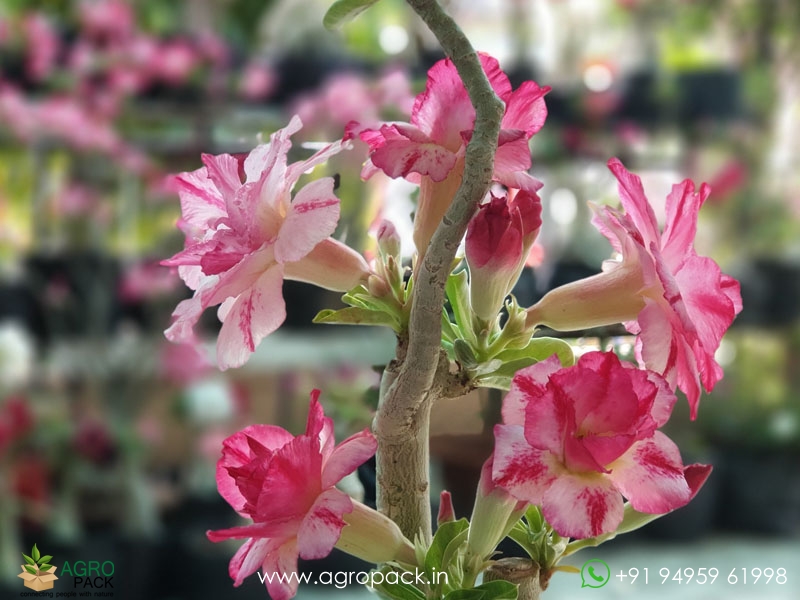 Adenium4