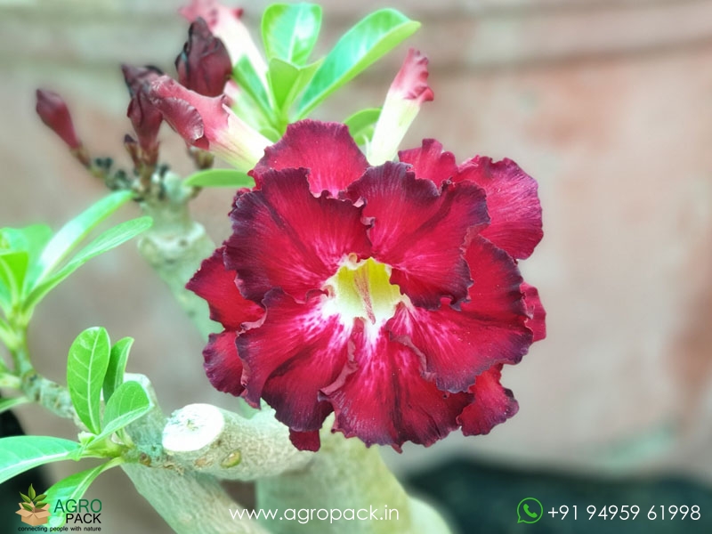 Adenium6