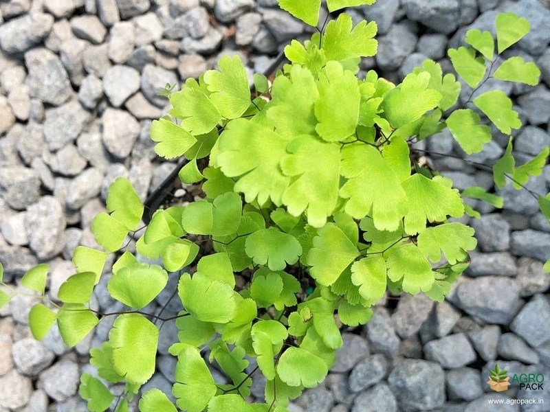 Adiantum-capillus-veneris1