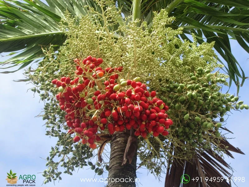 Adonidia-merrillii-Manila-Palm3