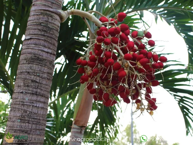 Adonidia-merrillii-Manila-Palm5