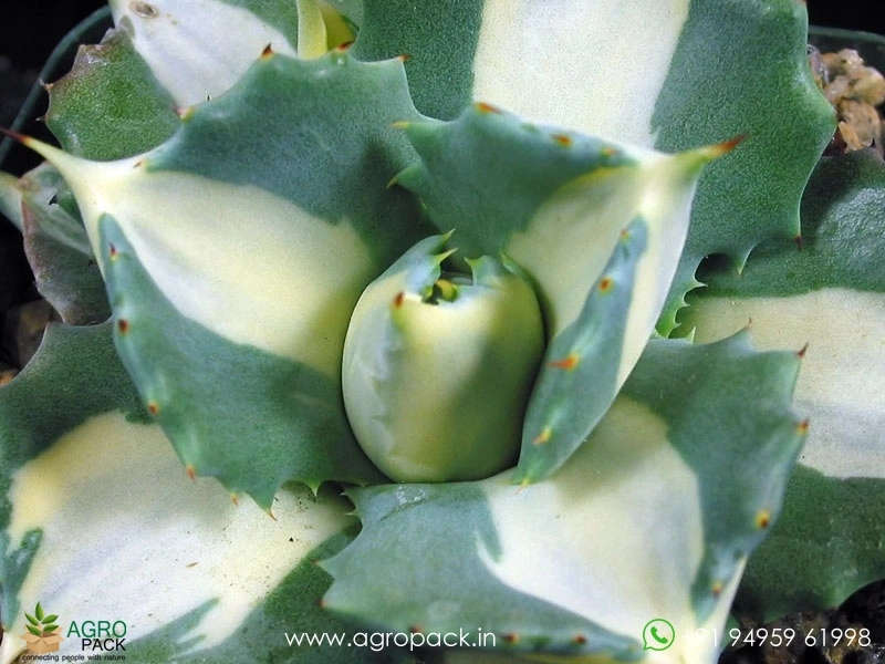 Agave-Isthmensis1