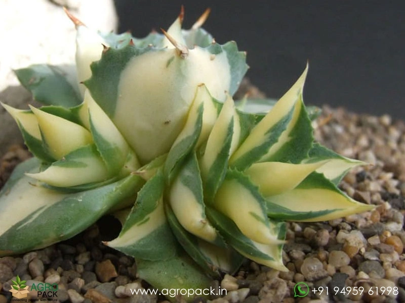 Agave-Isthmensis3