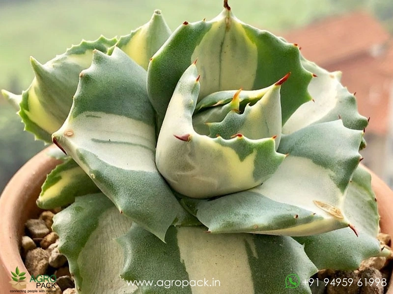 Agave-Isthmensis5