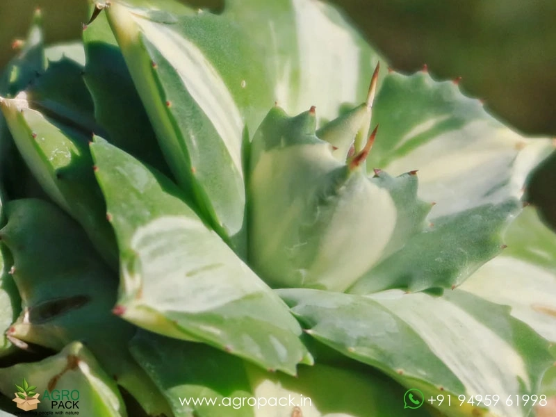 Agave-Isthmensis6
