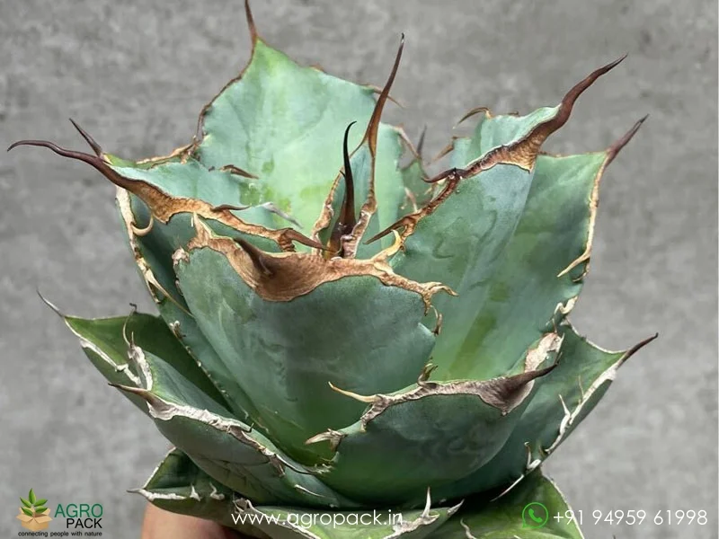 Agave-Titanota-Black-Panther2