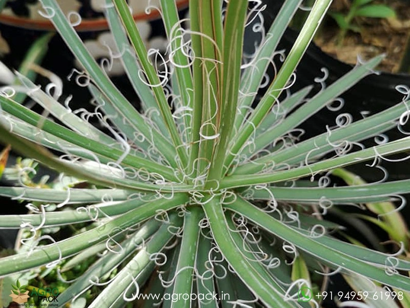 Agave-geminiflora1