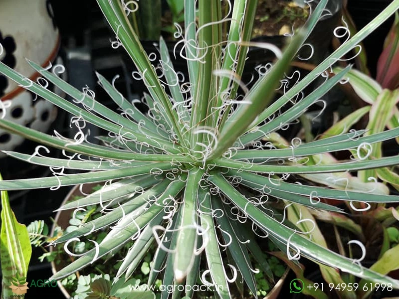 Agave-geminiflora2