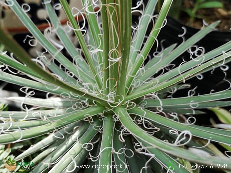 Agave-geminiflora3