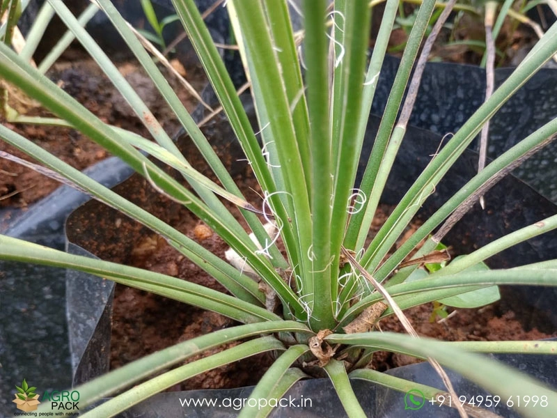 Agave-geminiflora4
