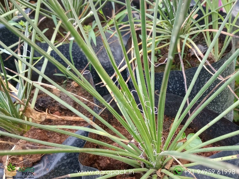 Agave-geminiflora5