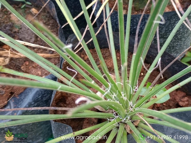 Agave-geminiflora6