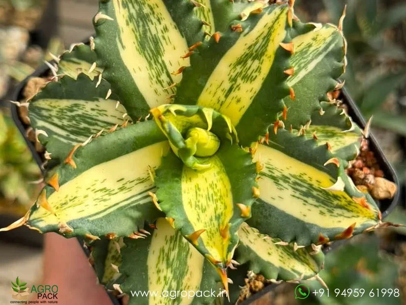 Agave-titanota-Solar-marble1