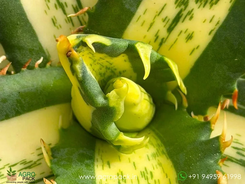 Agave-titanota-Solar-marble2