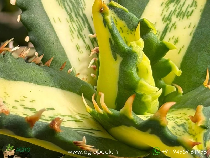 Agave-titanota-Solar-marble3