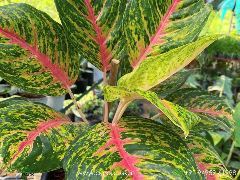 Aglaonema-Boxer1