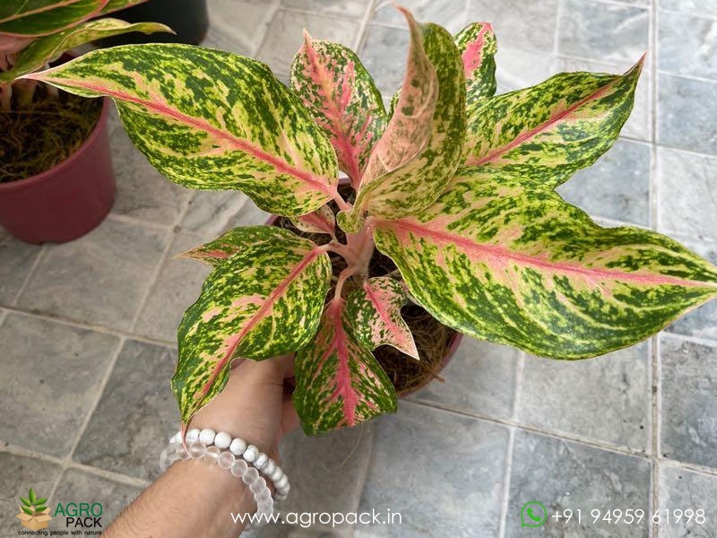 Aglaonema-Butterfly1