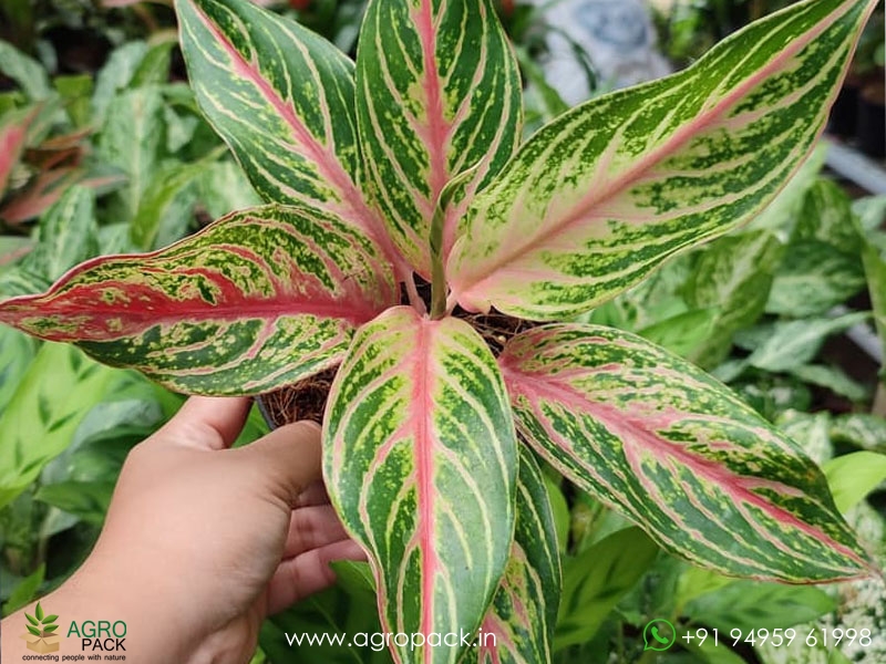 Aglaonema-Butterfly2