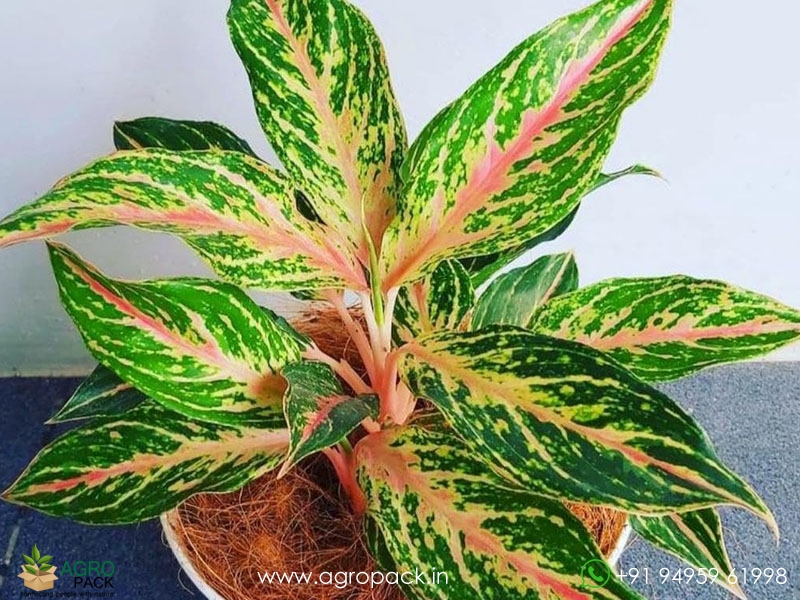 Aglaonema-Butterfly3