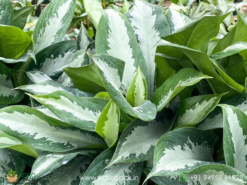 Aglaonema-Diamond-Bay1