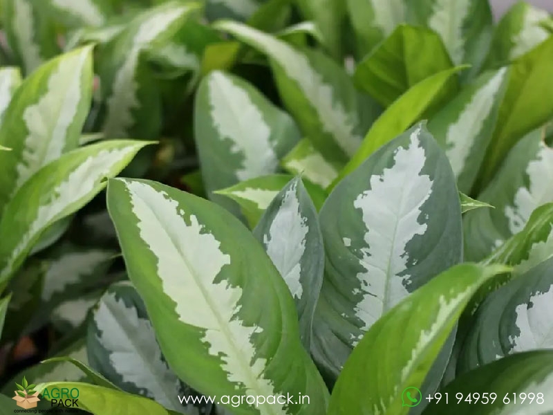 Aglaonema-Diamond-Bay3