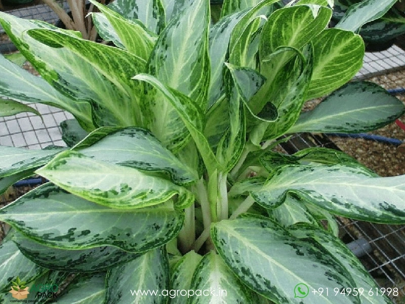 Aglaonema-Emerald-Bay1