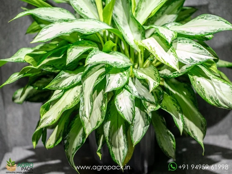 Aglaonema-Emerald-Bay2