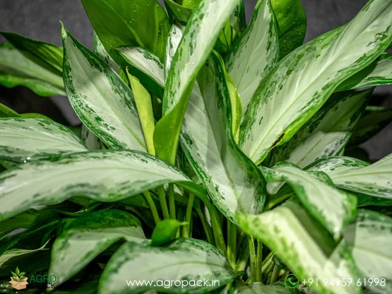 Aglaonema-Emerald-Bay3