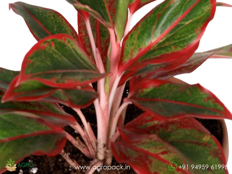 Aglaonema-Georgis-Ruby1