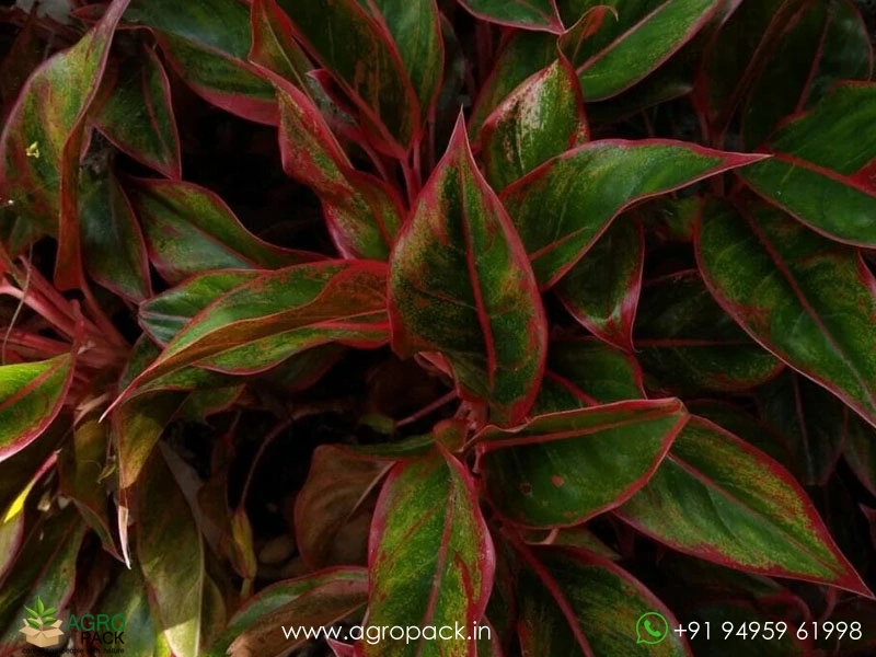 Aglaonema-Georgis-Ruby3