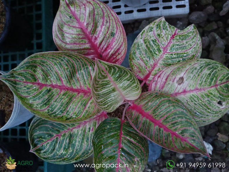 Aglaonema-Hughes1