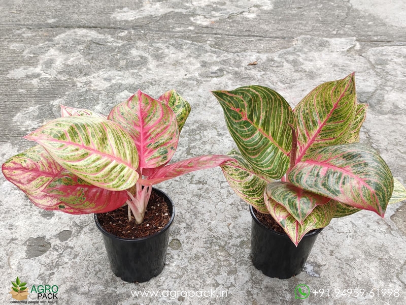 Aglaonema-Hughes2