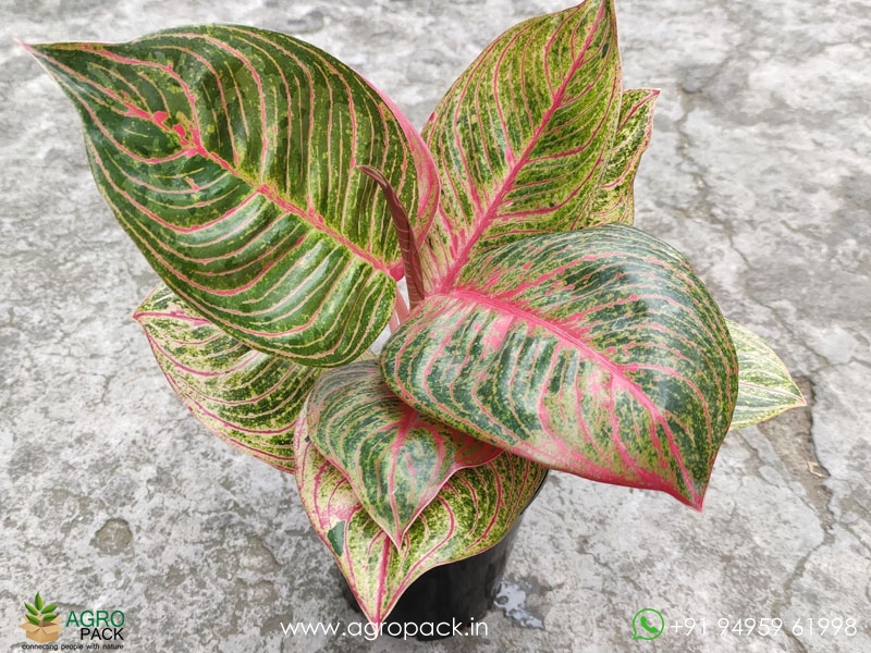 Aglaonema-Hughes3