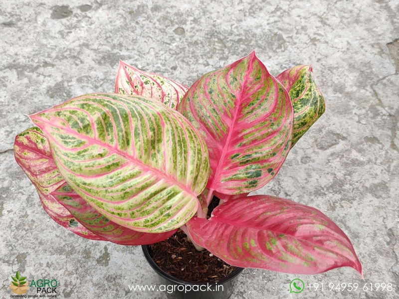 Aglaonema-Hughes4