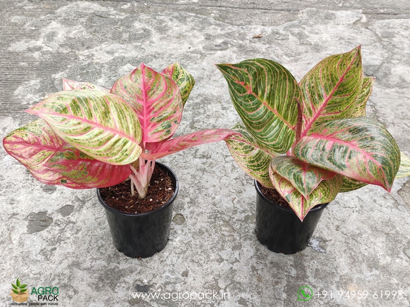 Aglaonema-Hughes5