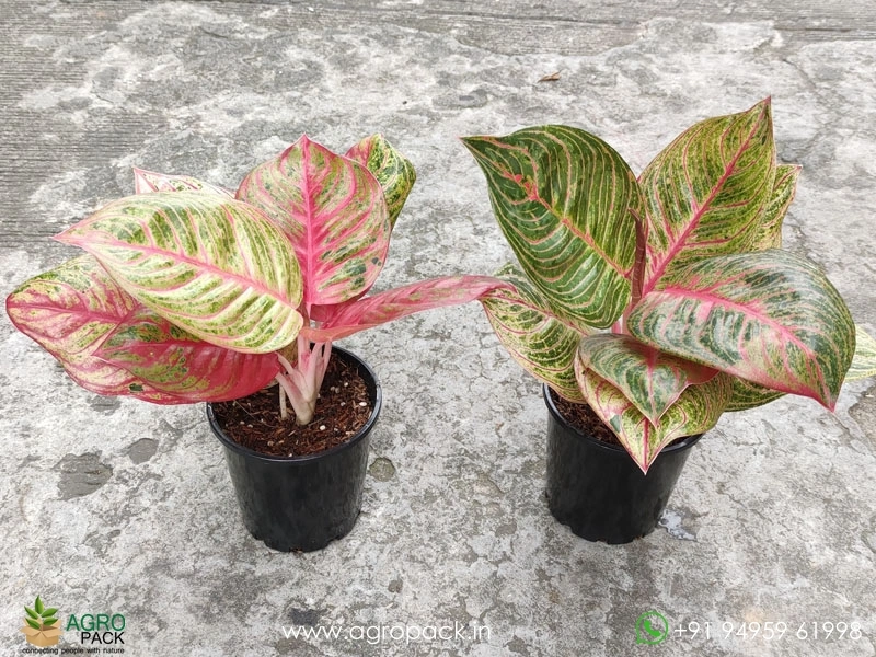 Aglaonema-Hughes5