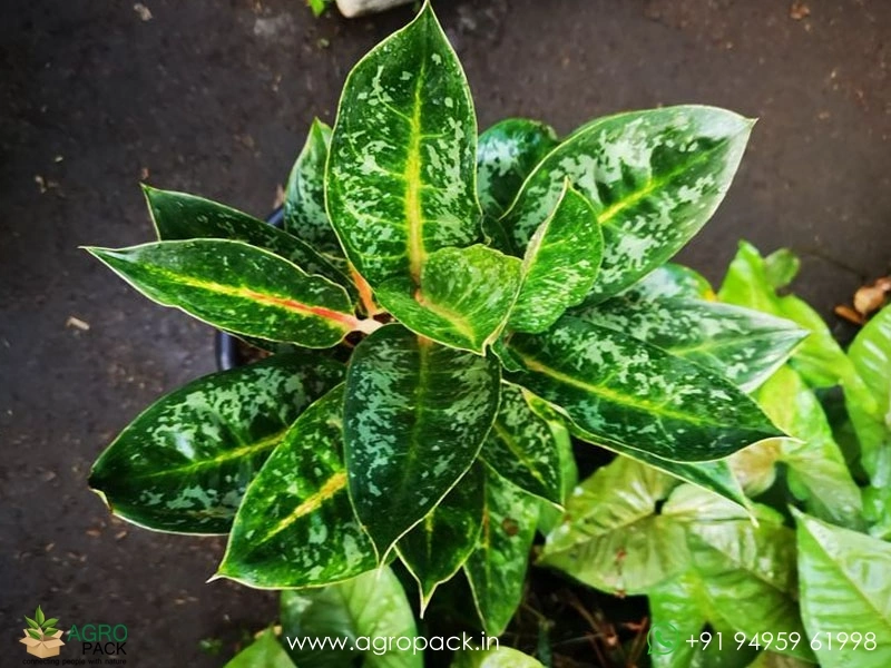 Aglaonema-Indiana-Queen1