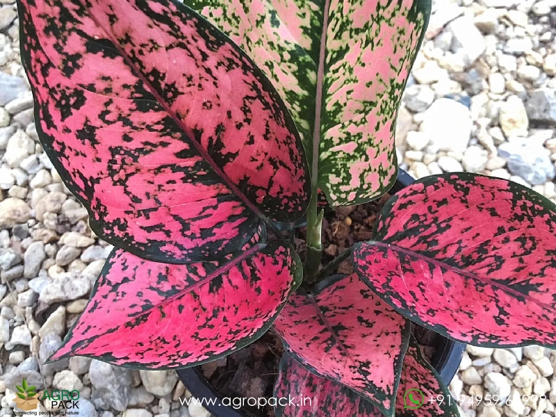 Aglaonema-Kumkoon1